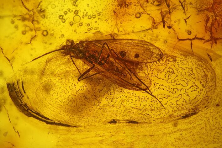 Fossil Caddisfly (Trichoptera) In Baltic Amber #200196